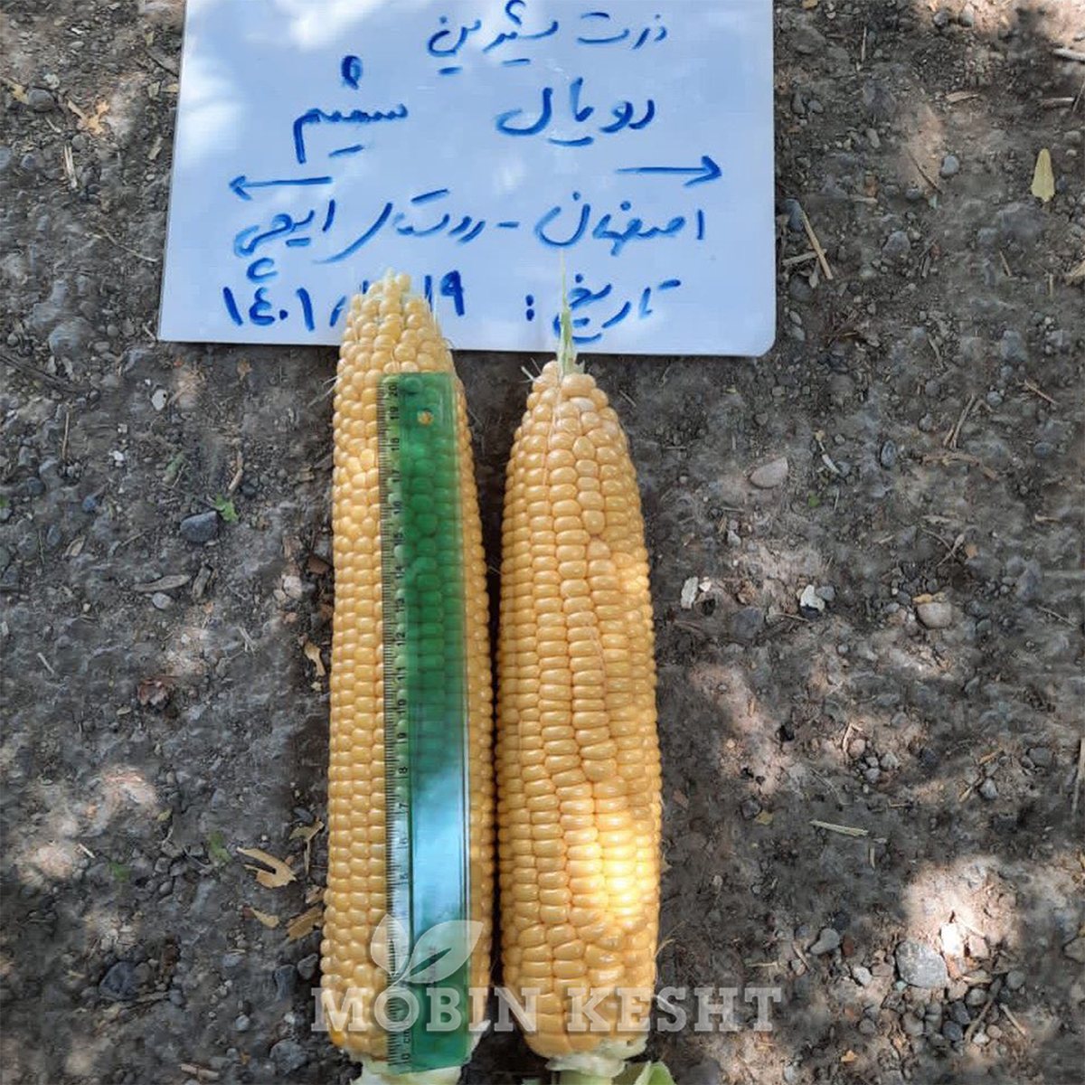 عکس بذر ذرت شمیم