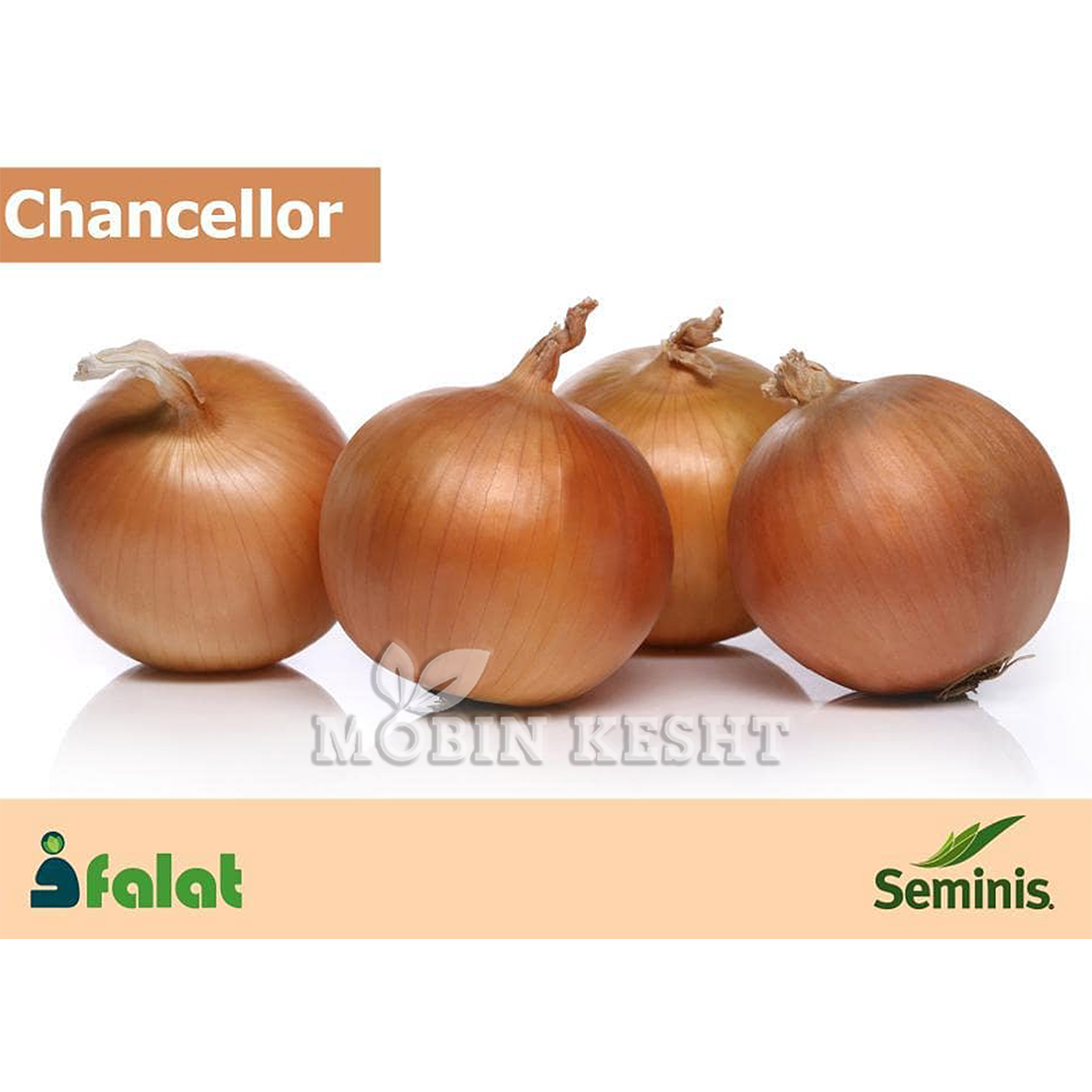 عکس بذر پیاز چنسلور