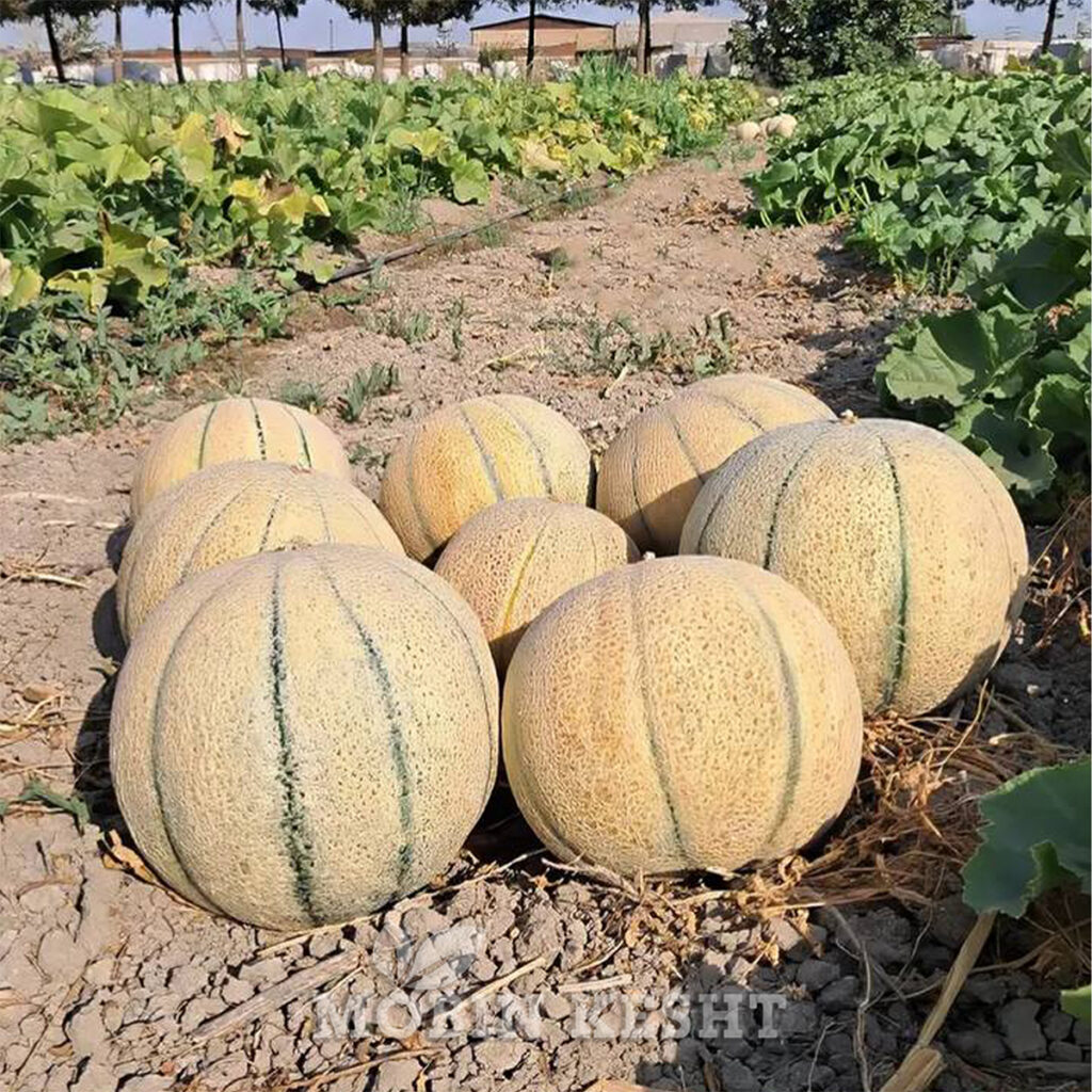 عکس طالبی ایران بذر