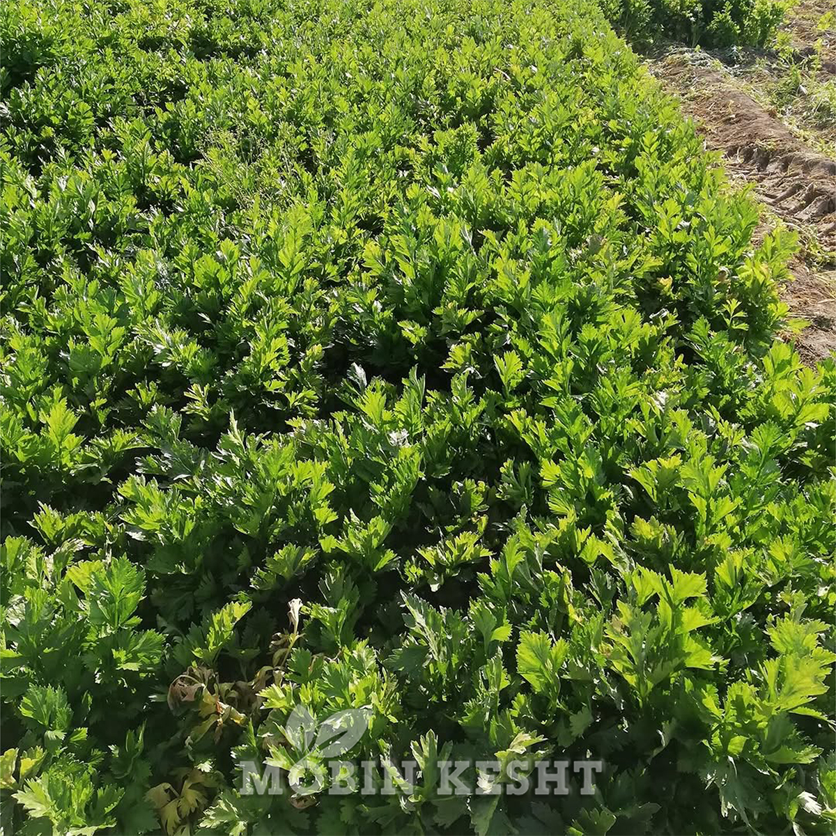 کرفس گرین کینگ تاکی