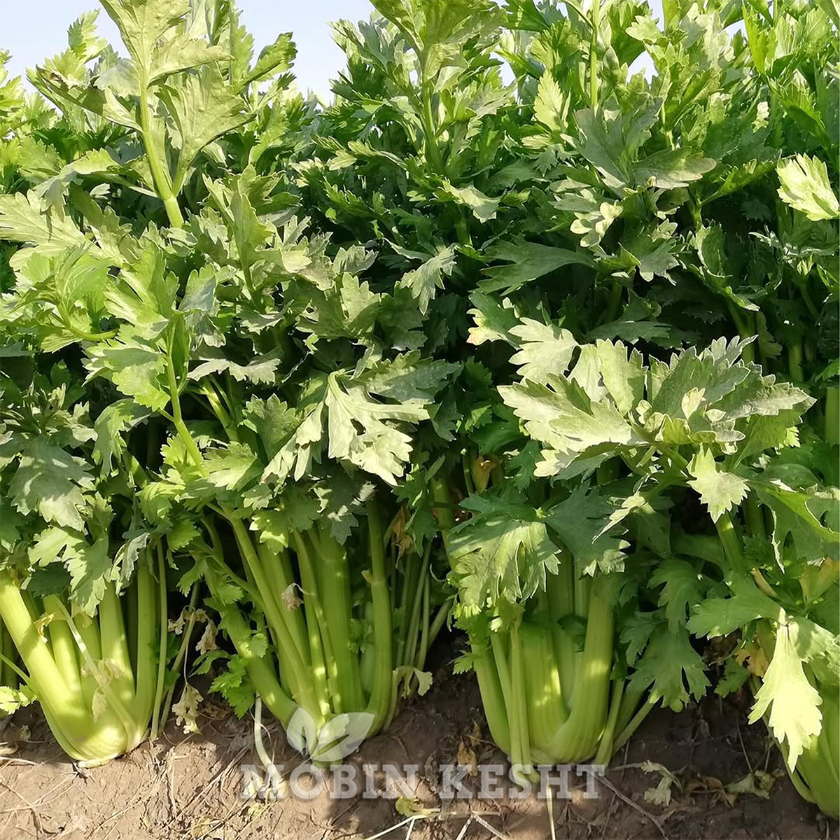 کرفس گرین کینگ