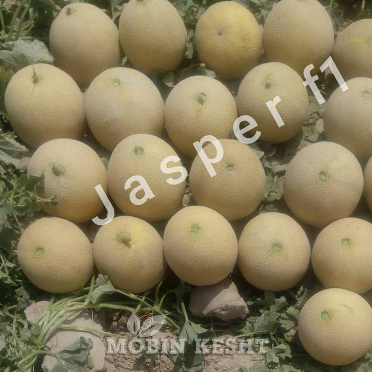 عکس بذر خربزه جاسپر