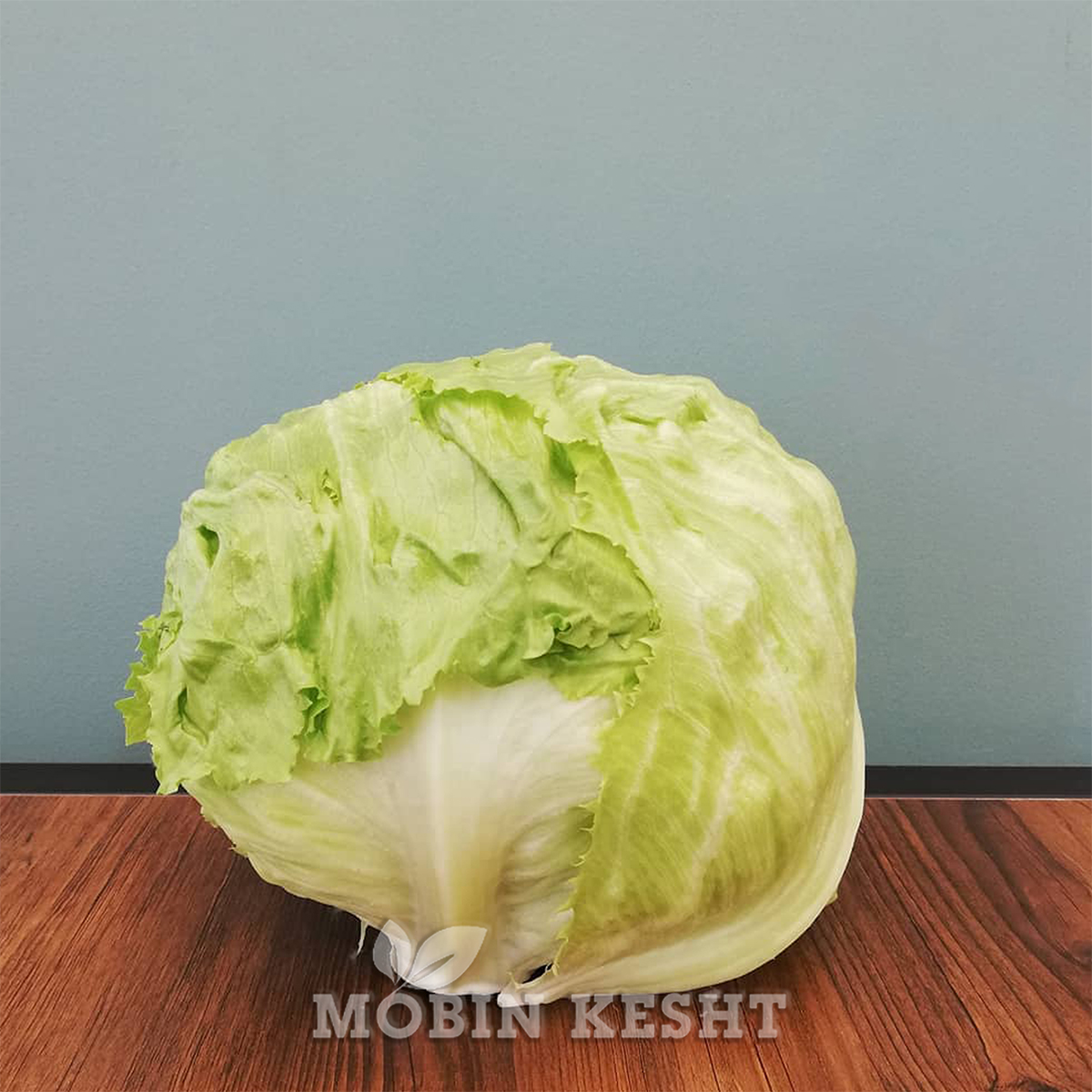 عکس بذر کاهو پیچ رکسوس آسیاسید