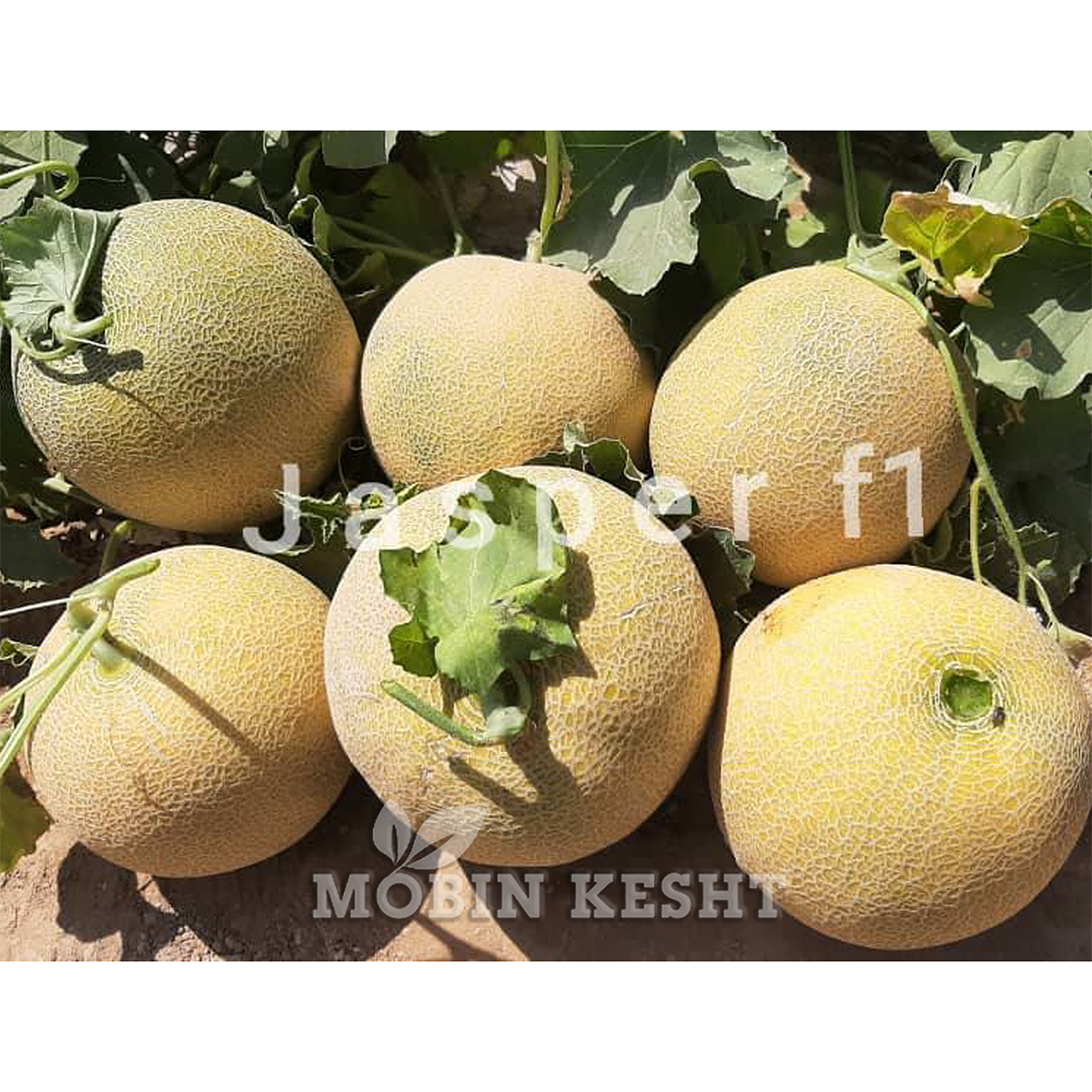 عکس ملون جاسپر