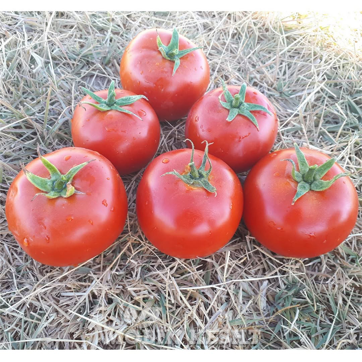 عکس گوجه دالاهو