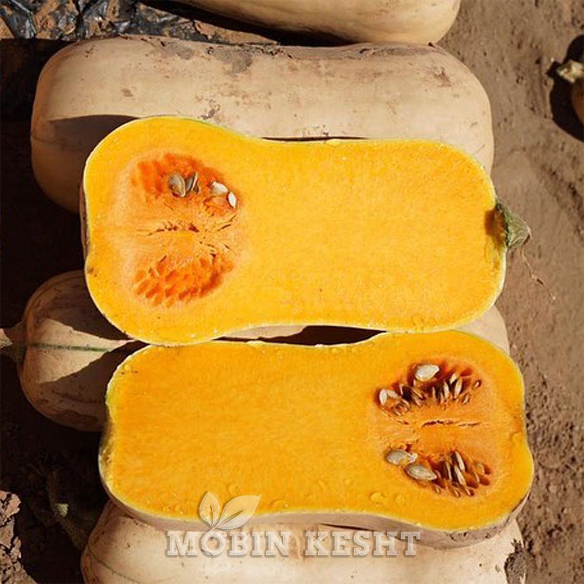 کدو حلوایی راشل