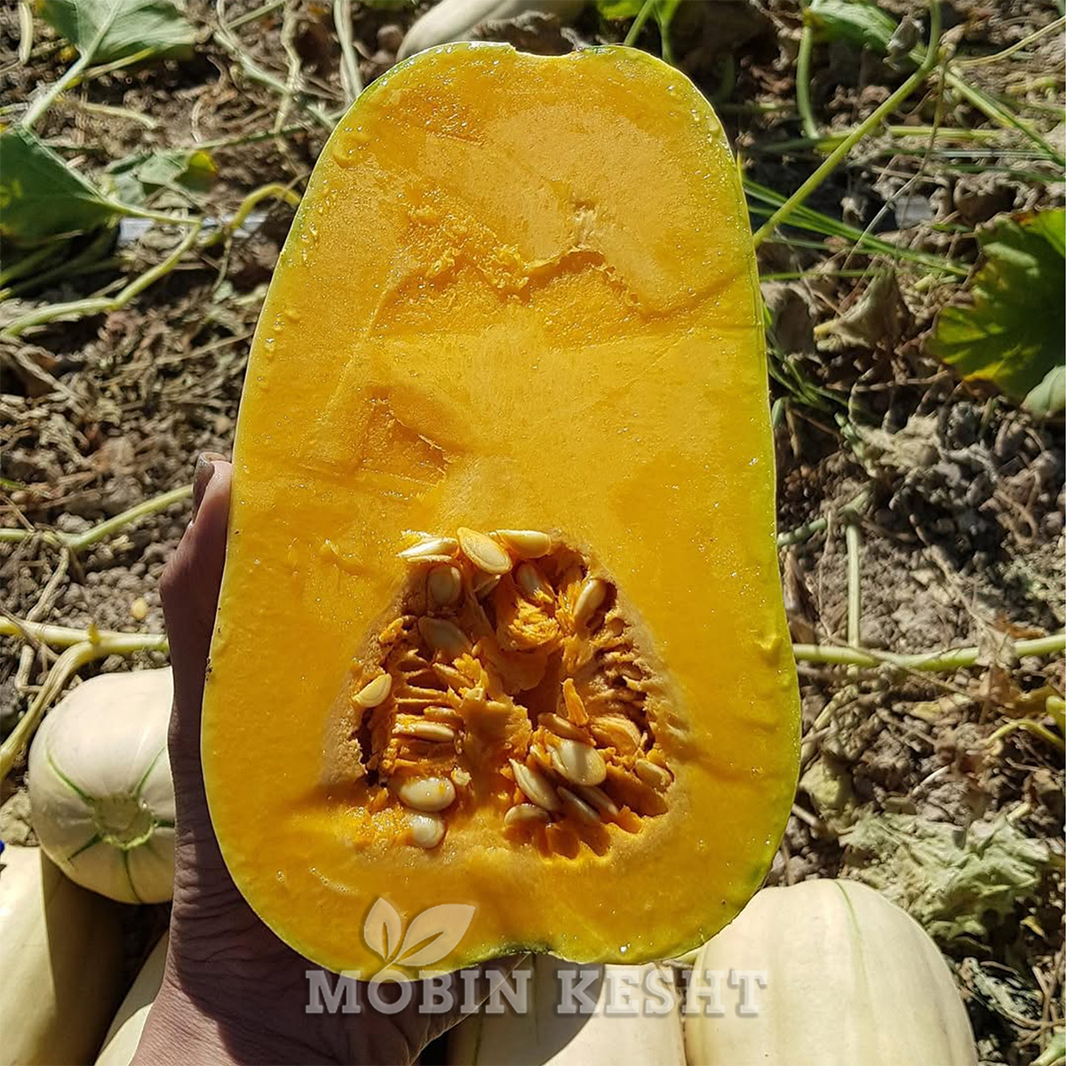 عکس بذر کدو حلوایی گیلدا