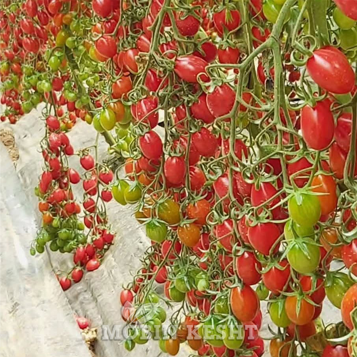 عکس بذر گوجه زیتونی والار