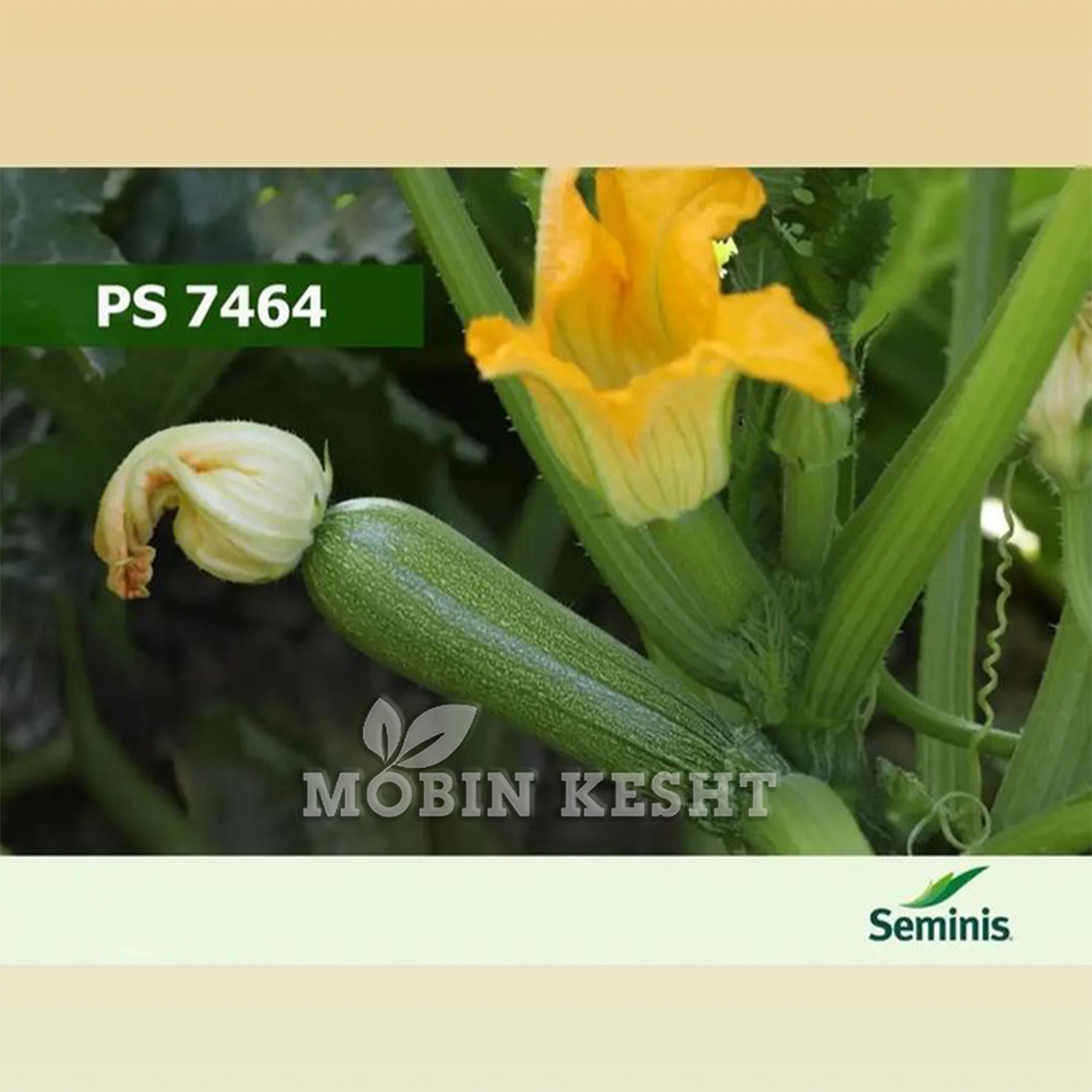 عکس کدو 7464