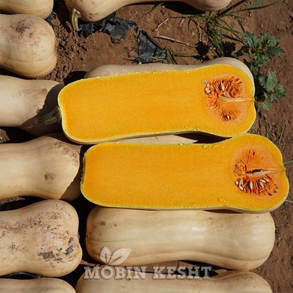 عکس کدو حلوایی آرلا