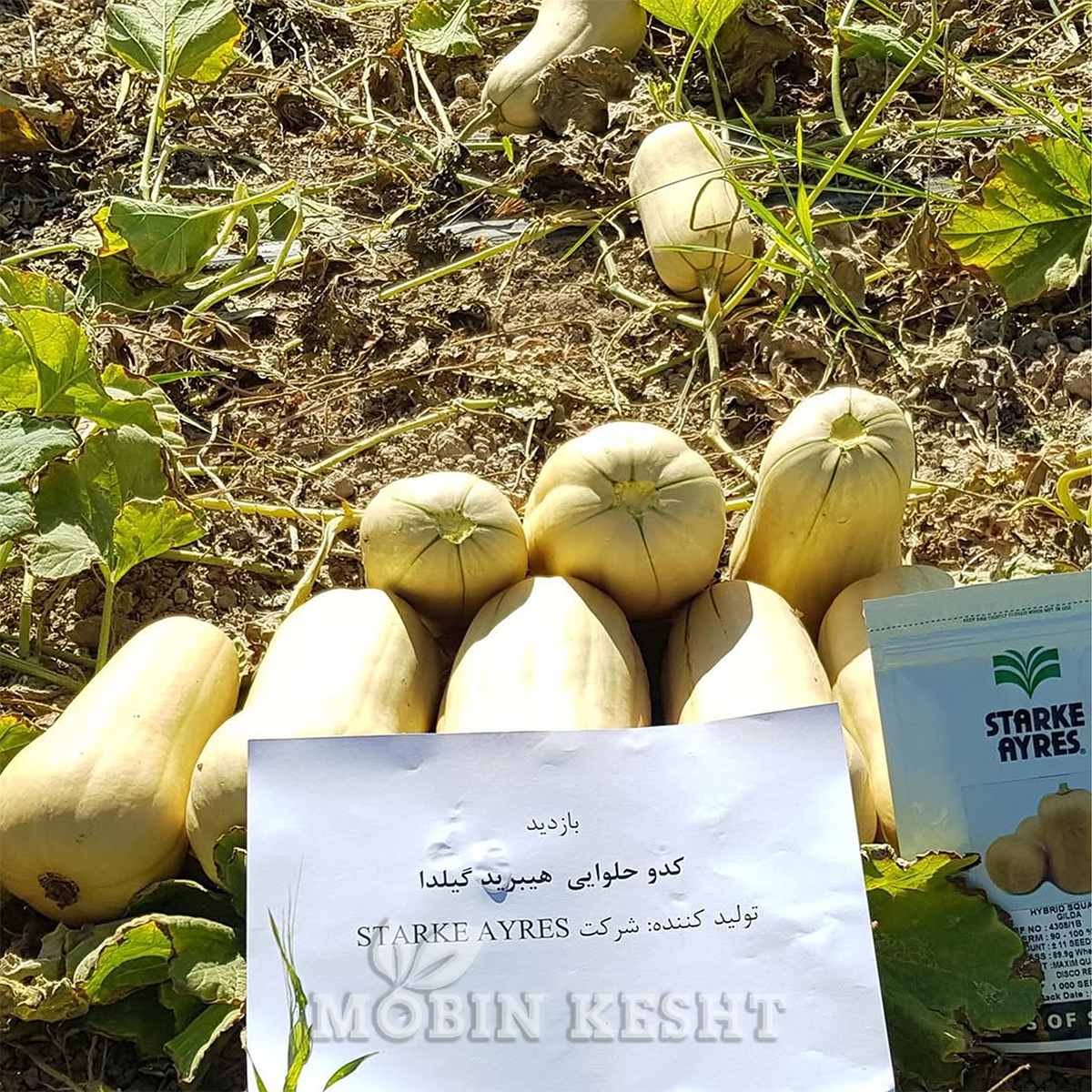 عکس کدو گیلدا