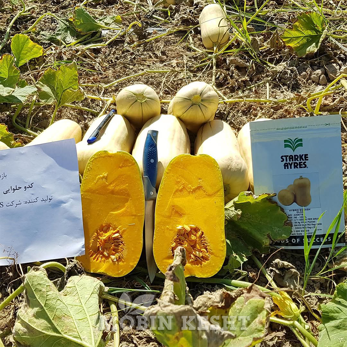 کدو حلوایی گیلدا