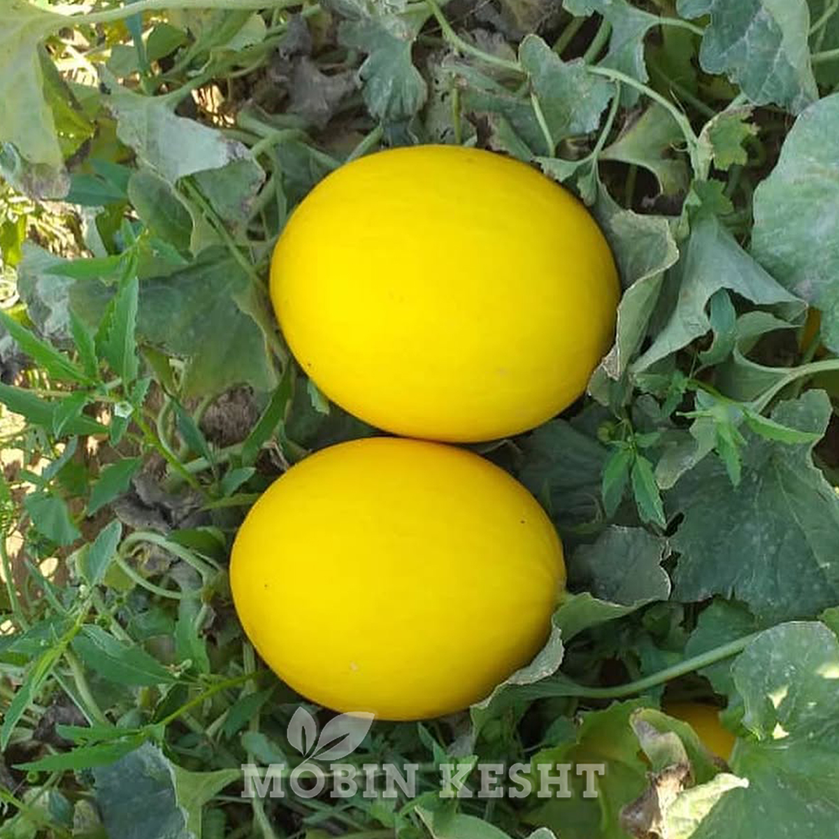 خربزه طلایی هد آمریکا