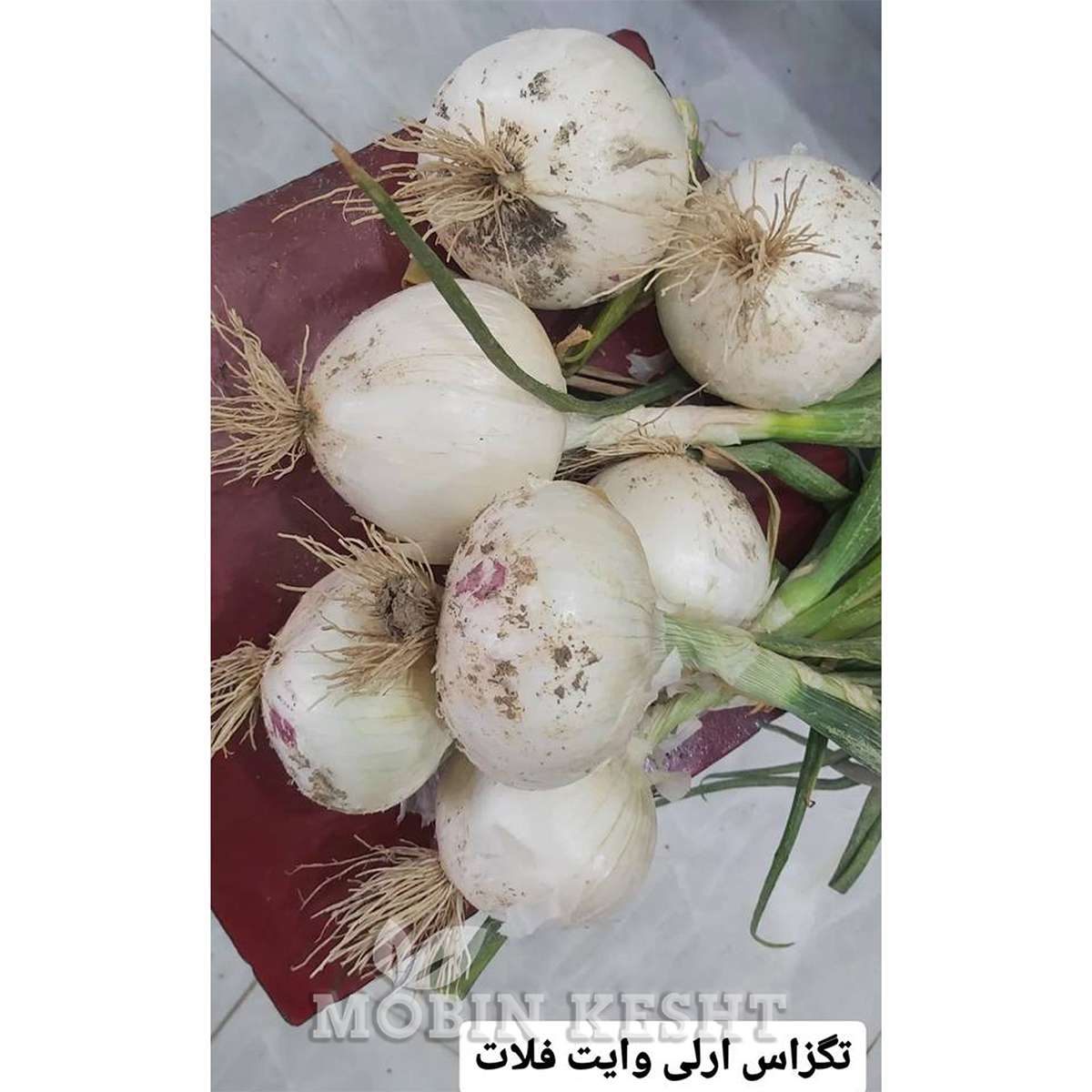 عکس پیاز تگزاس ارلی وایت فلات