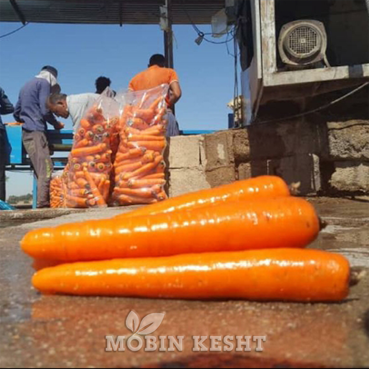 هویج مرسی