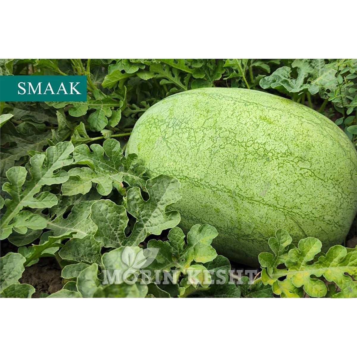 هندوانه اسماک