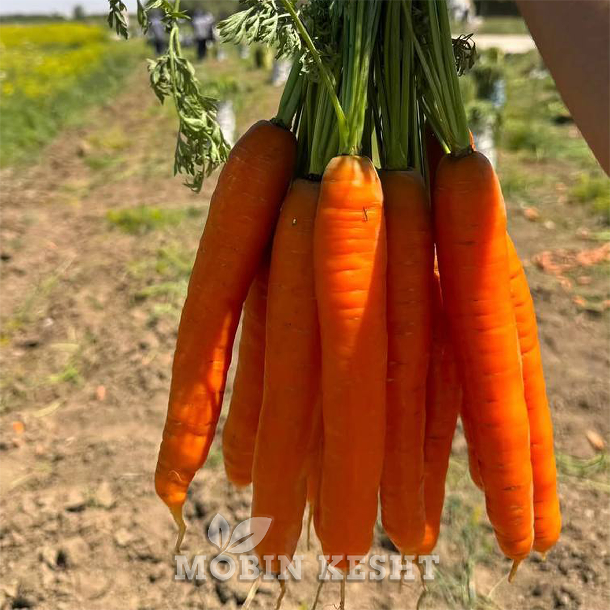 عکس بذر هویج مورانو جی اس ان
