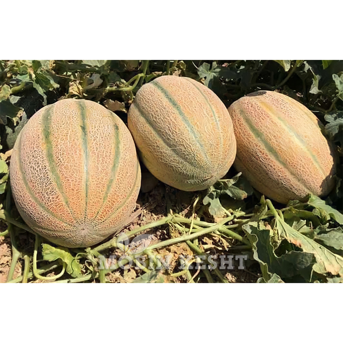 عکس خربزه رامون