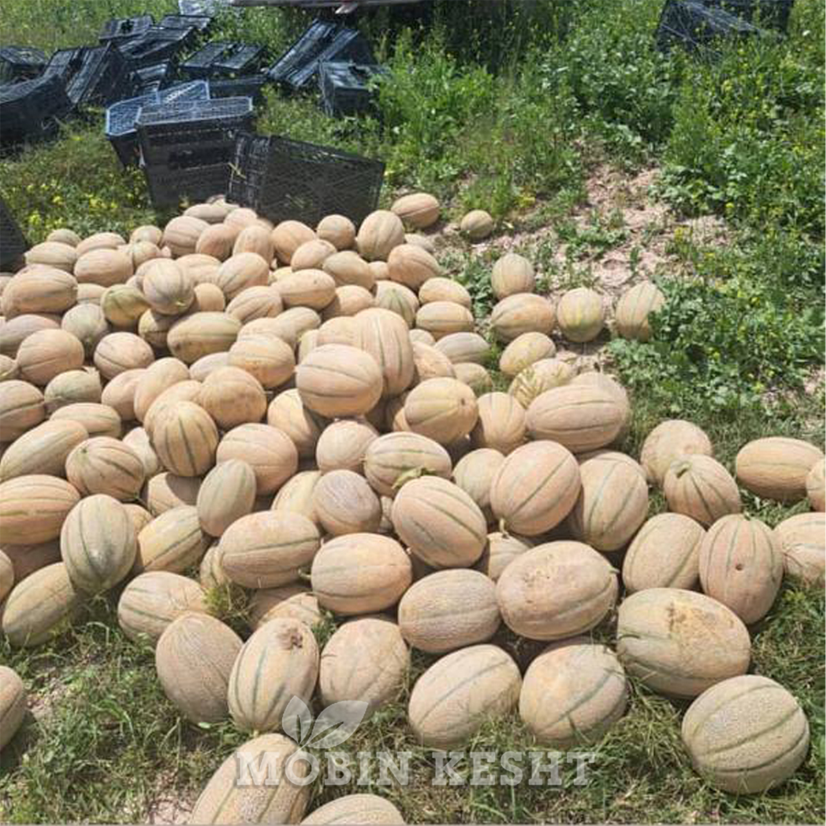 عکس خربزه جانا الا پانگ سید