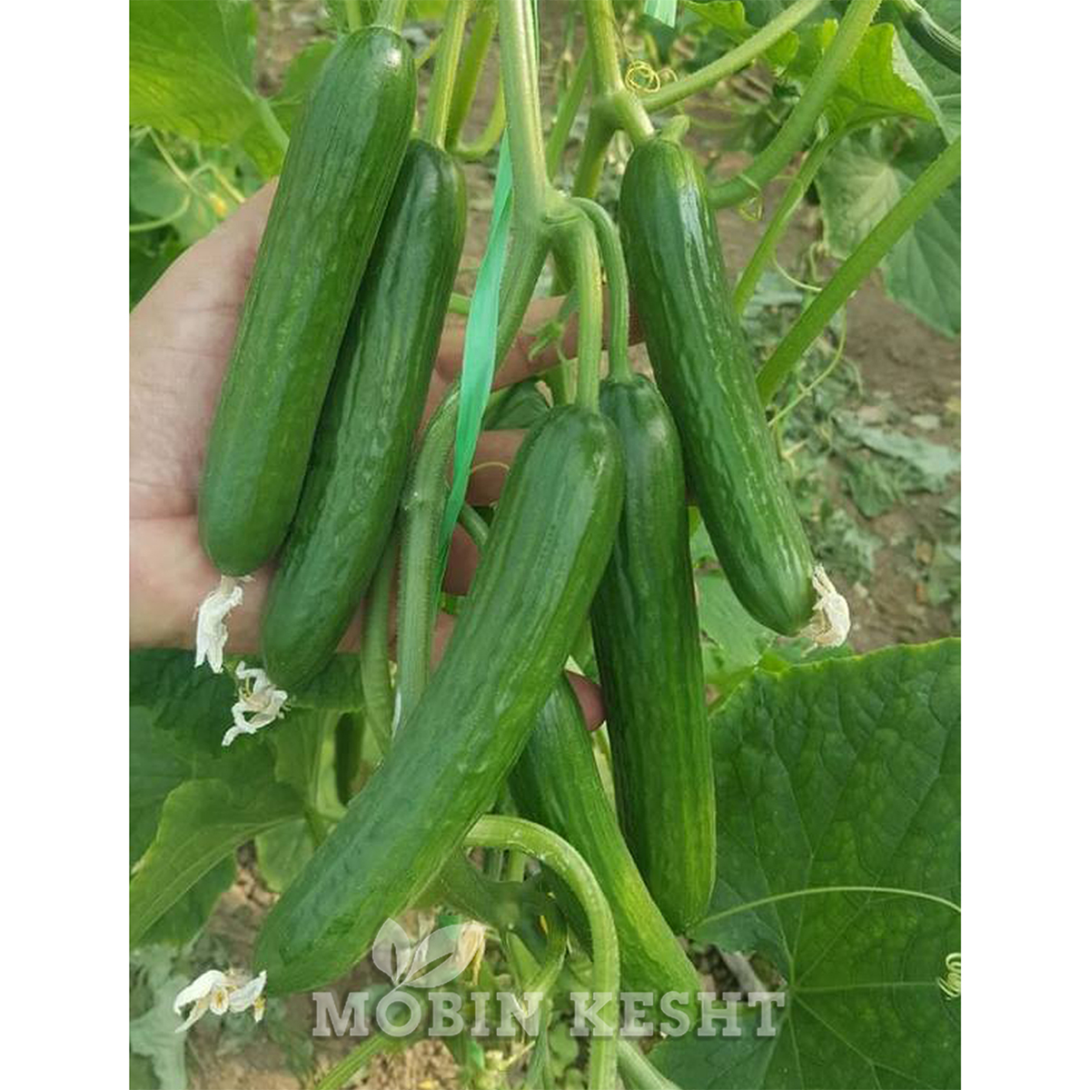 عکس خیار وزیر