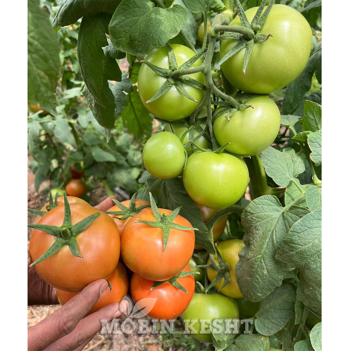 عکس گوجه باروسور سینجنتا