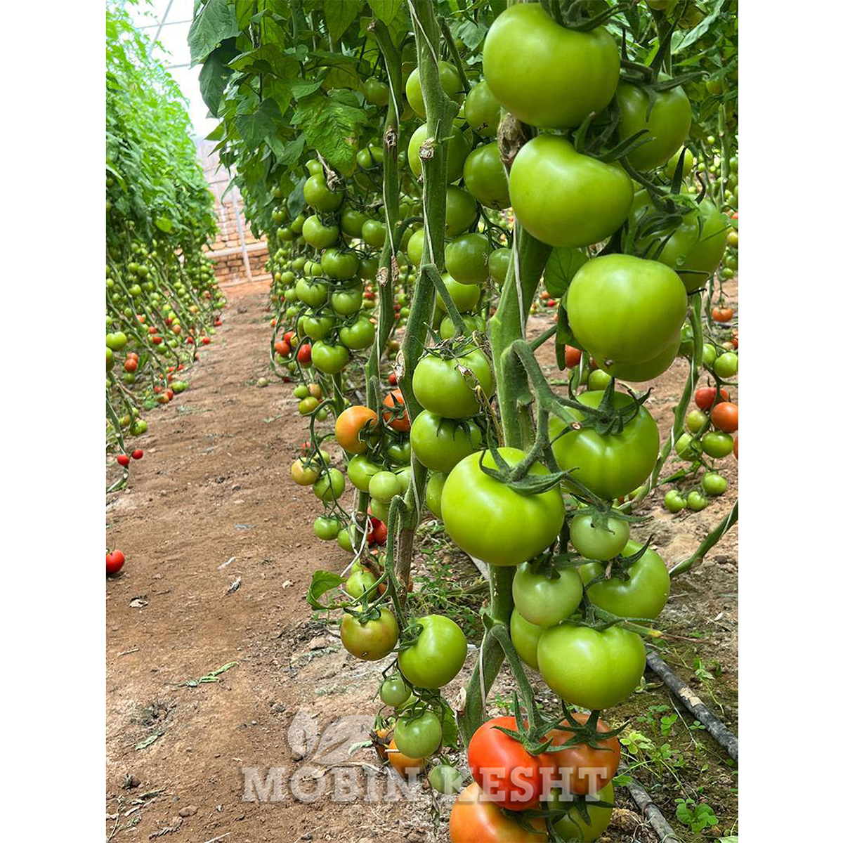 عکس گوجه باروسور