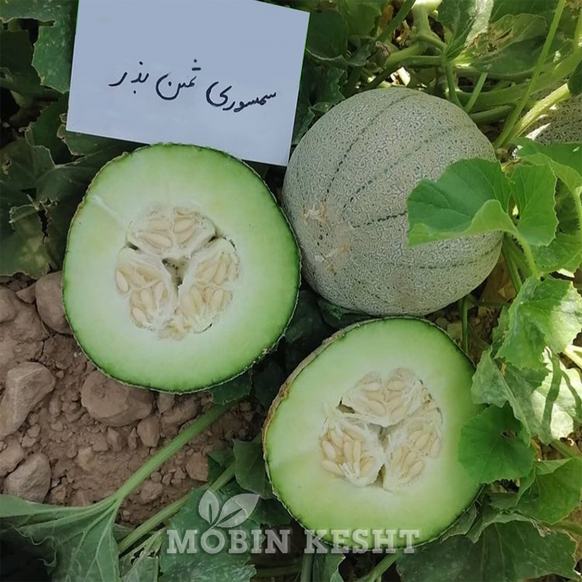 عکس طالبی ثمین