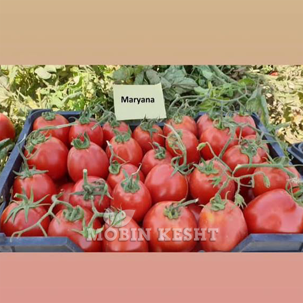 عکس گوجه ماریانا
