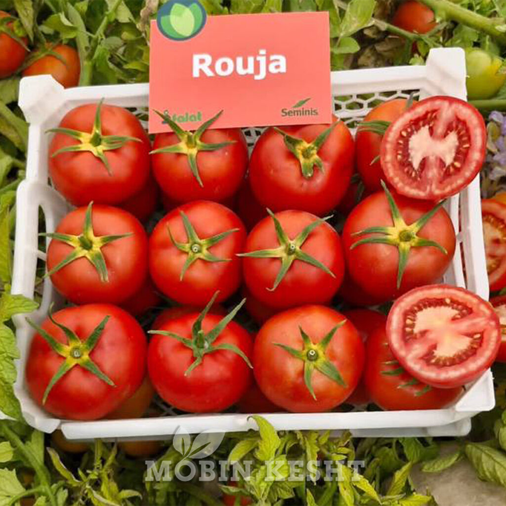 بذر گوجه گلخانه ای روجا (روژا) سمینیس - مبین کشت