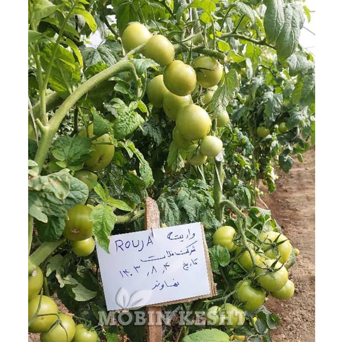 بذر گوجه گلخانه ای روجا (روژا) سمینیس - مبین کشت