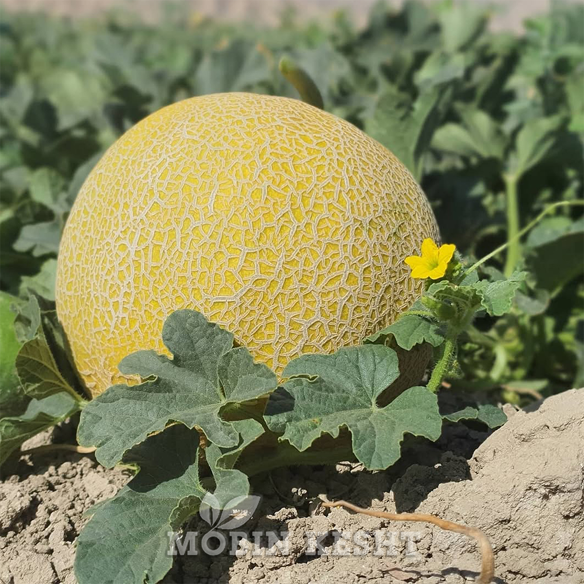 خربزه سیران