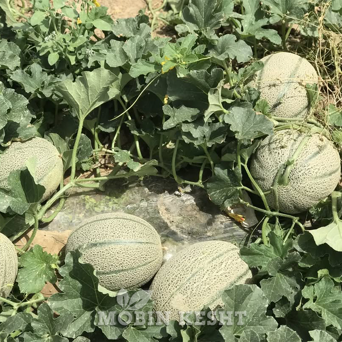 عکس خربزه دنا