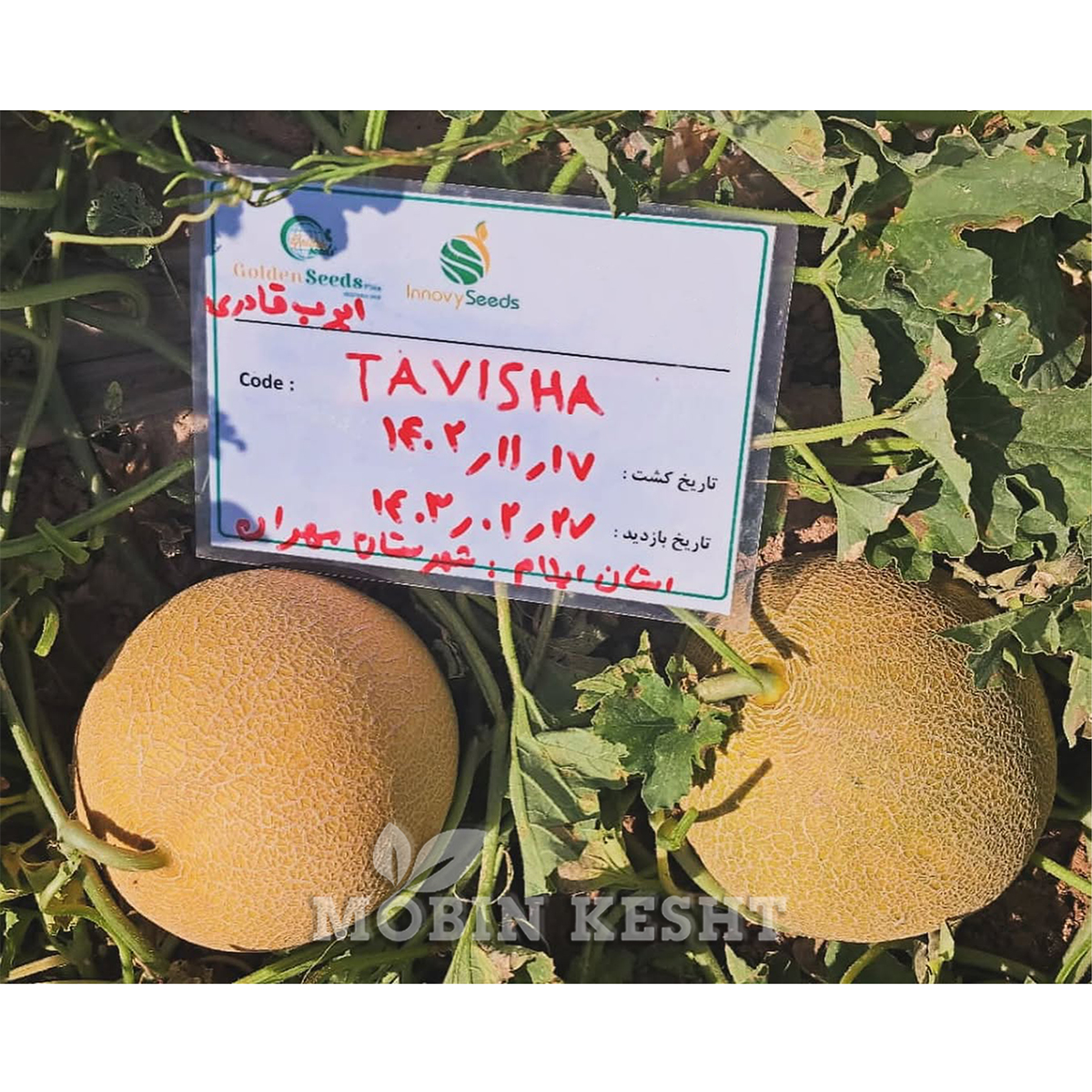 عکس ملون تاویشا