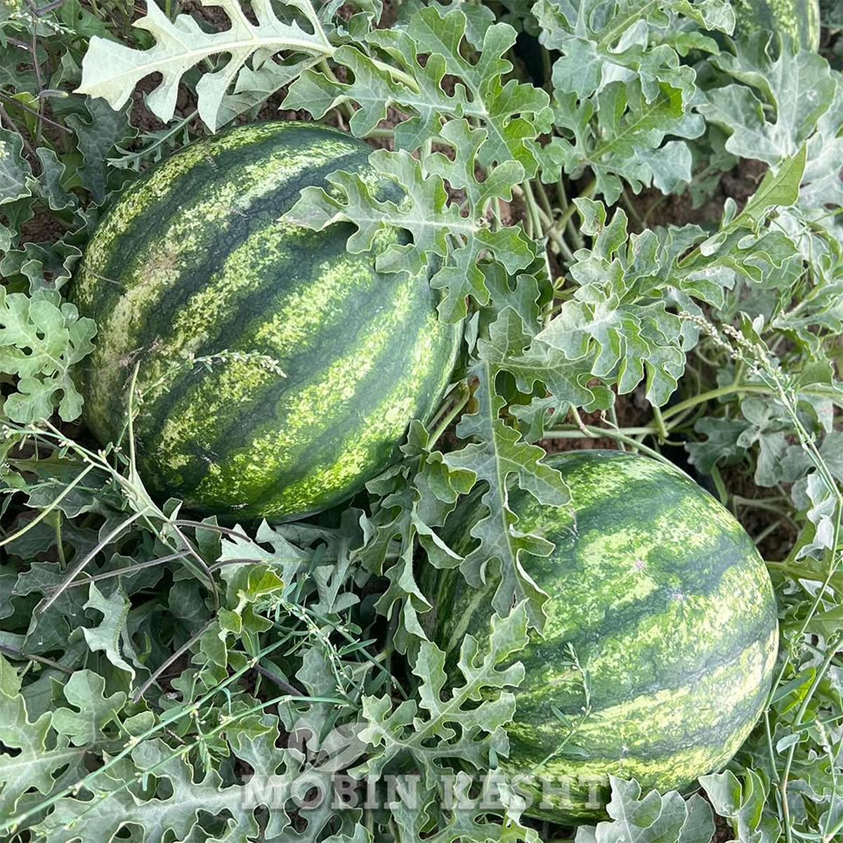 هندوانه دلسا