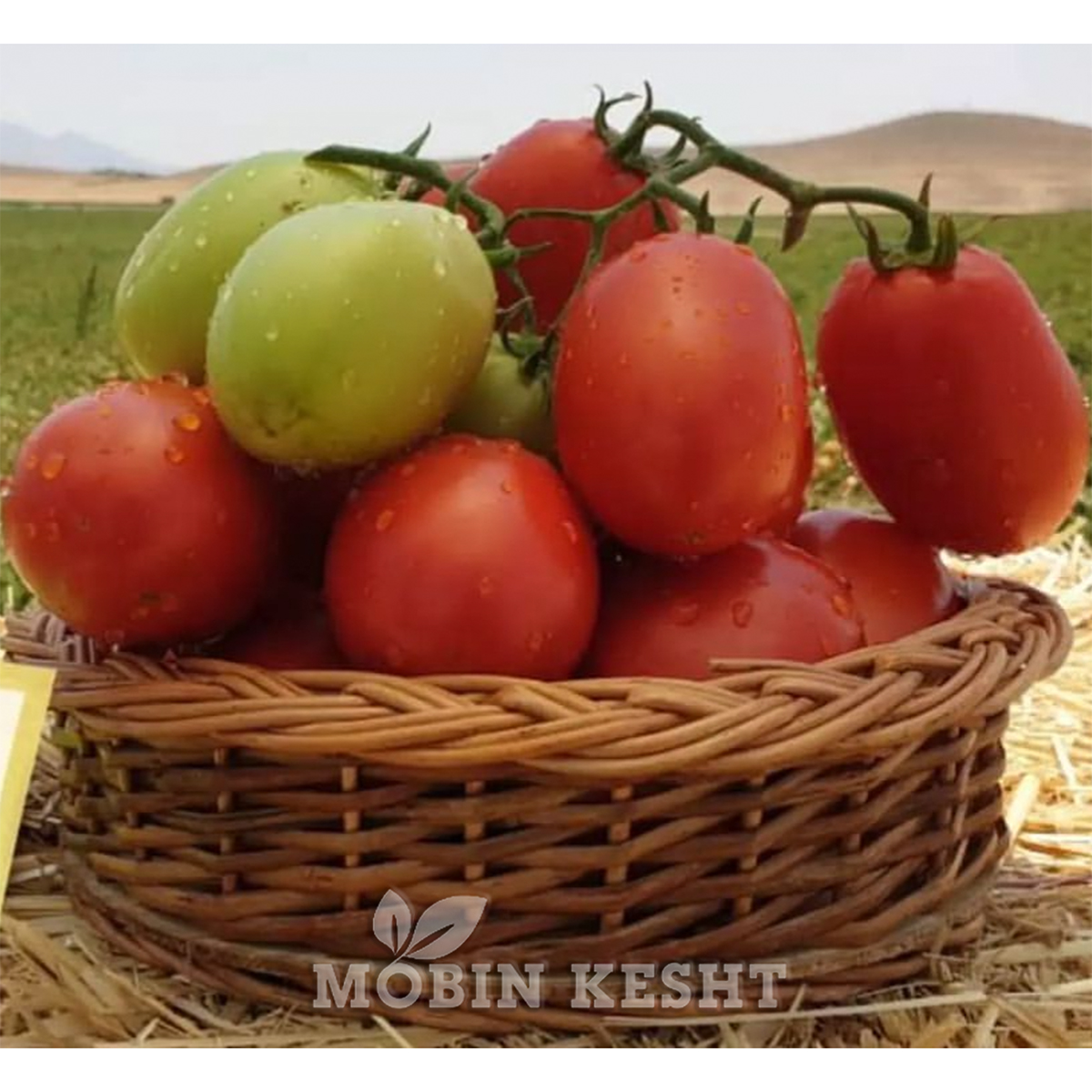 گوجه نادیا