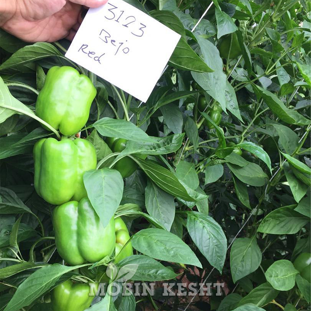 عکس بذر فلفل ژینگو