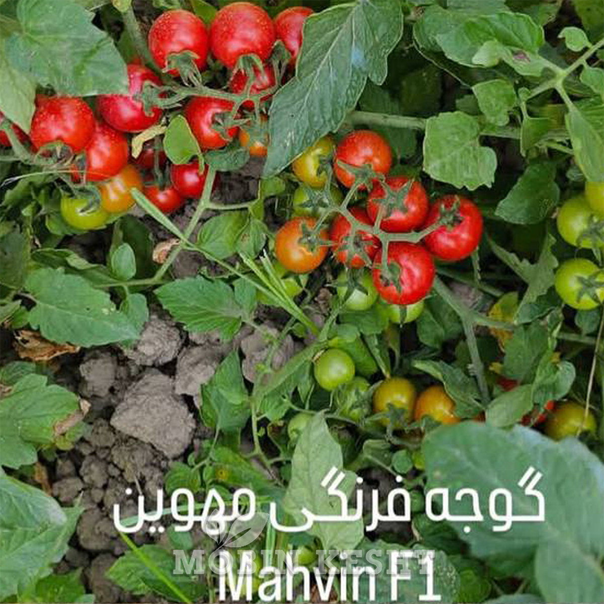 عکس بذر گوجه مهوین
