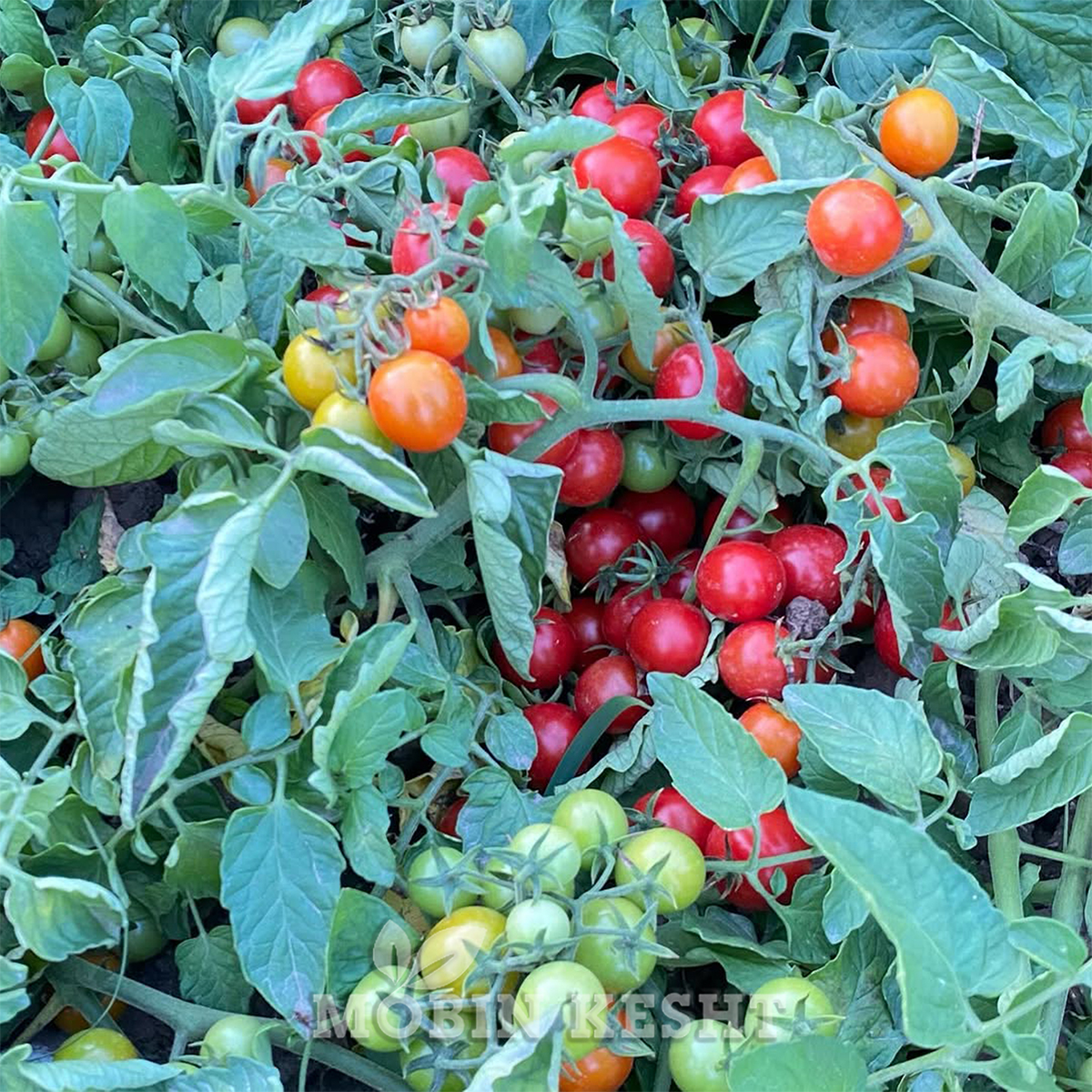 گوجه مهوین