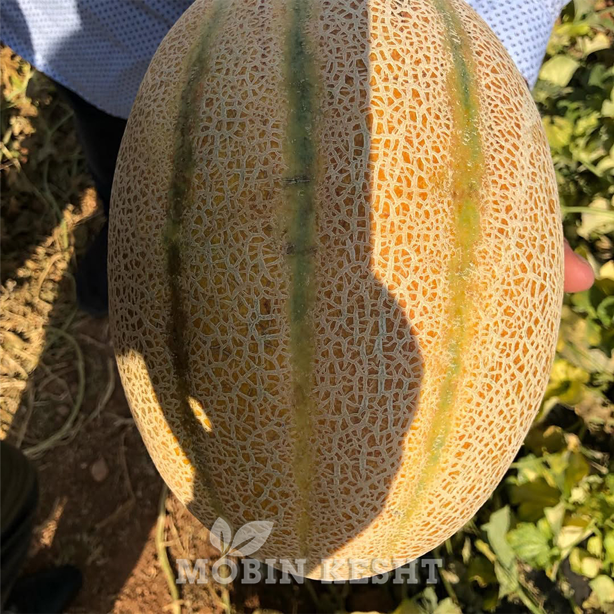 ملون اونال