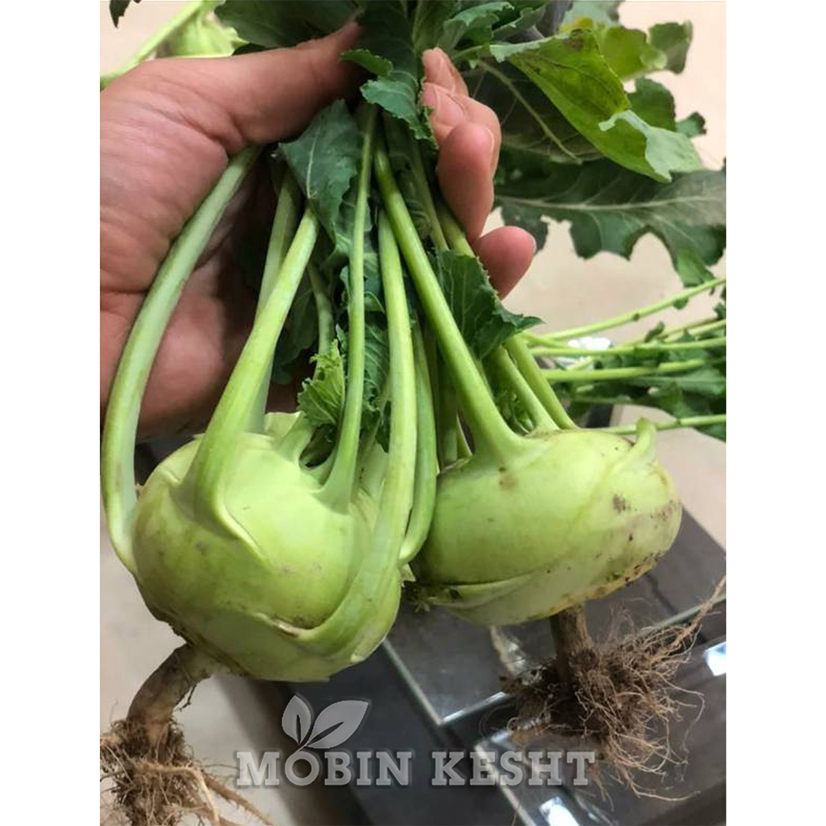 بذر قمری پانگ سید