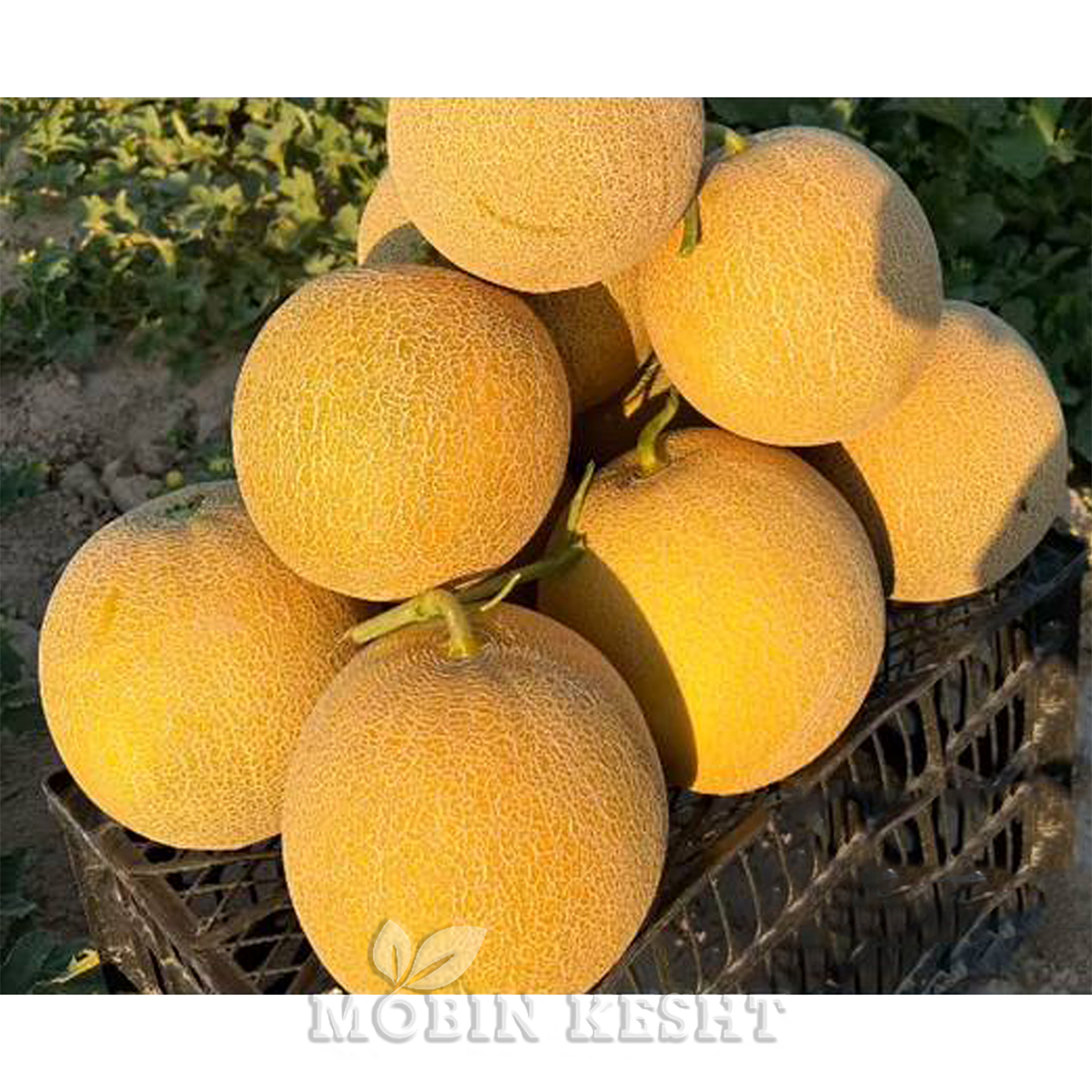 عکس بذر ملون مونتسنی