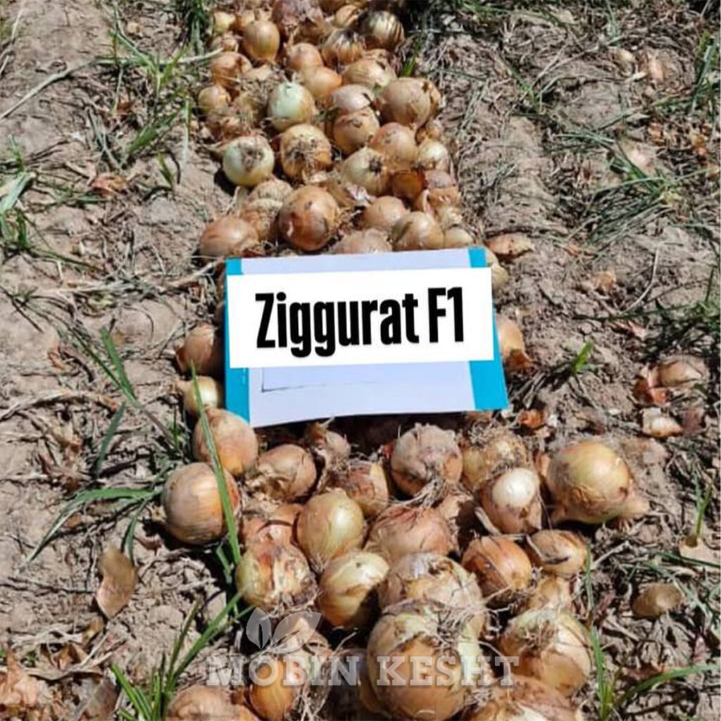 عکس بذر پیاز زیگوارت
