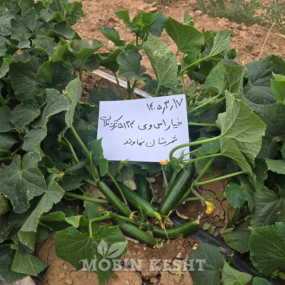 عکس خیار 5134 سمینیس