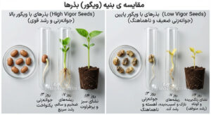 عکس مقایسه بنیه (ویگور) بذرها