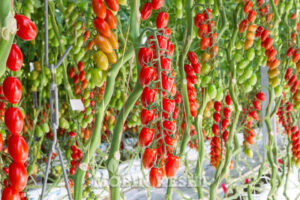 عکس گوجه زیتونی