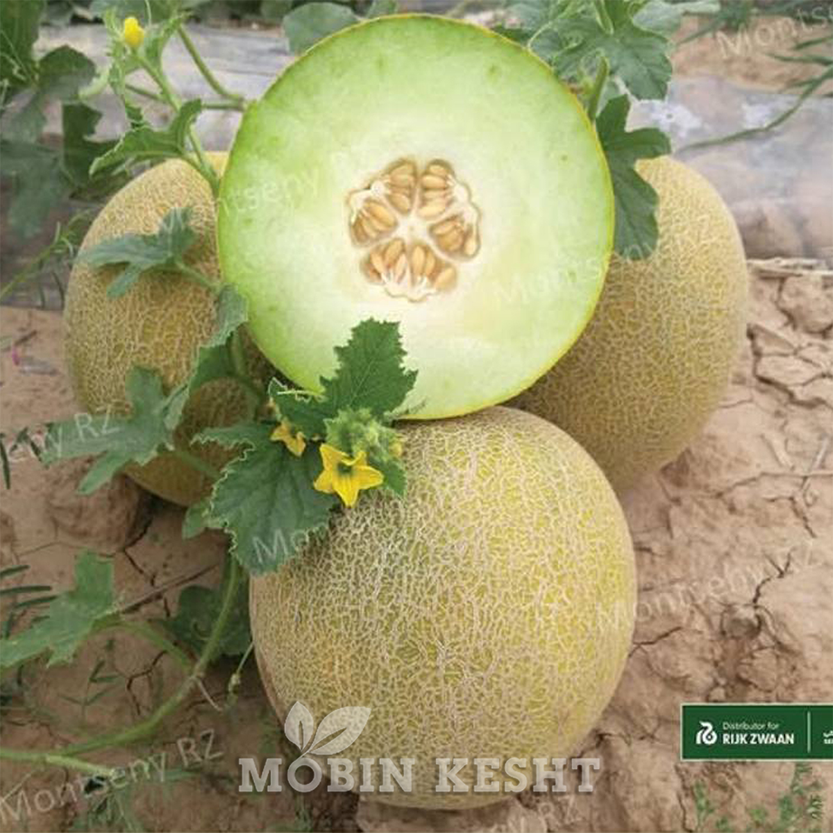 ملون مونتسنی