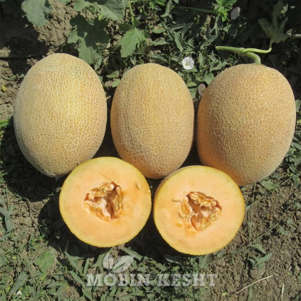 خربزه چابک
