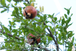 خسارت کرم گلوگاه انار