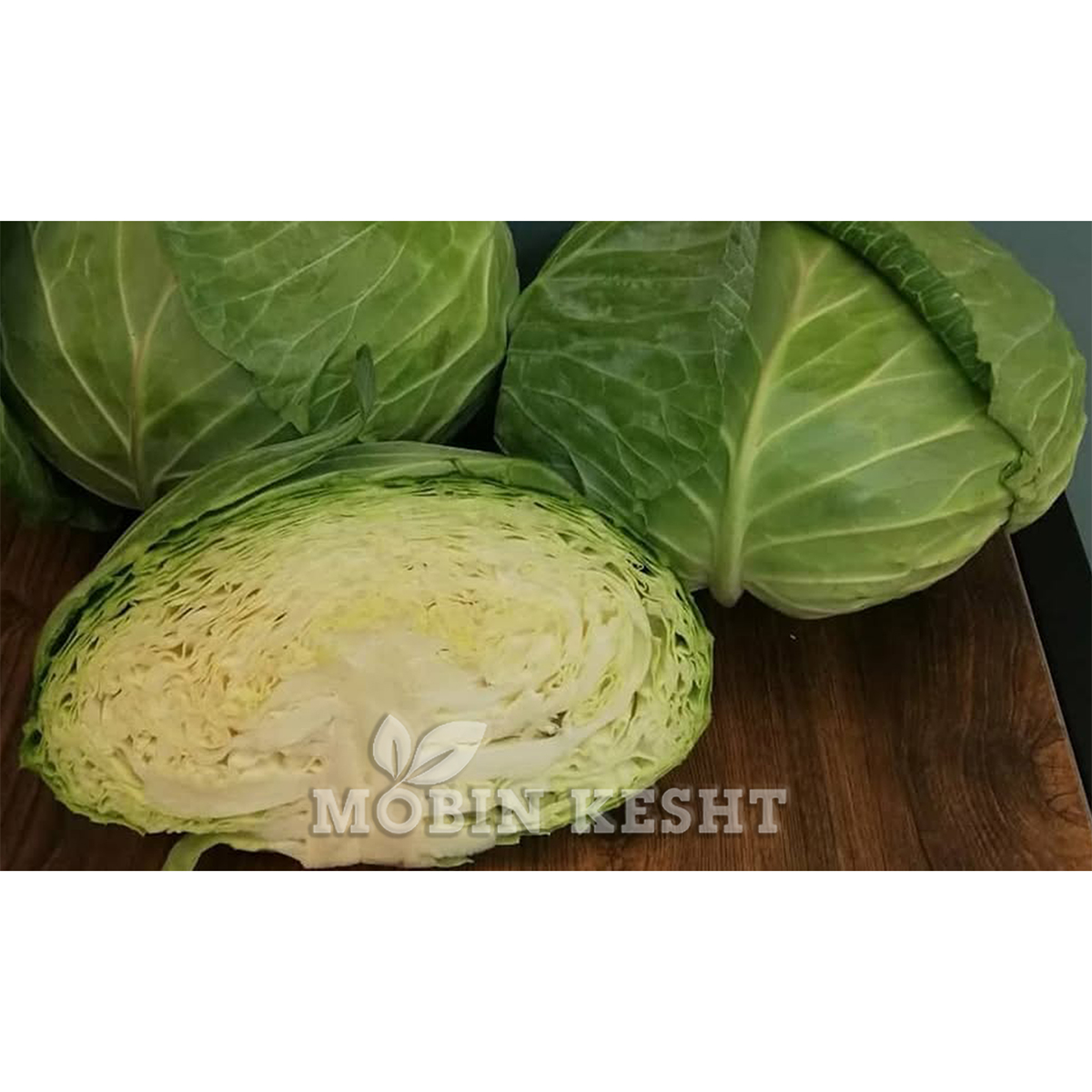 عکس کلم مستر وایت