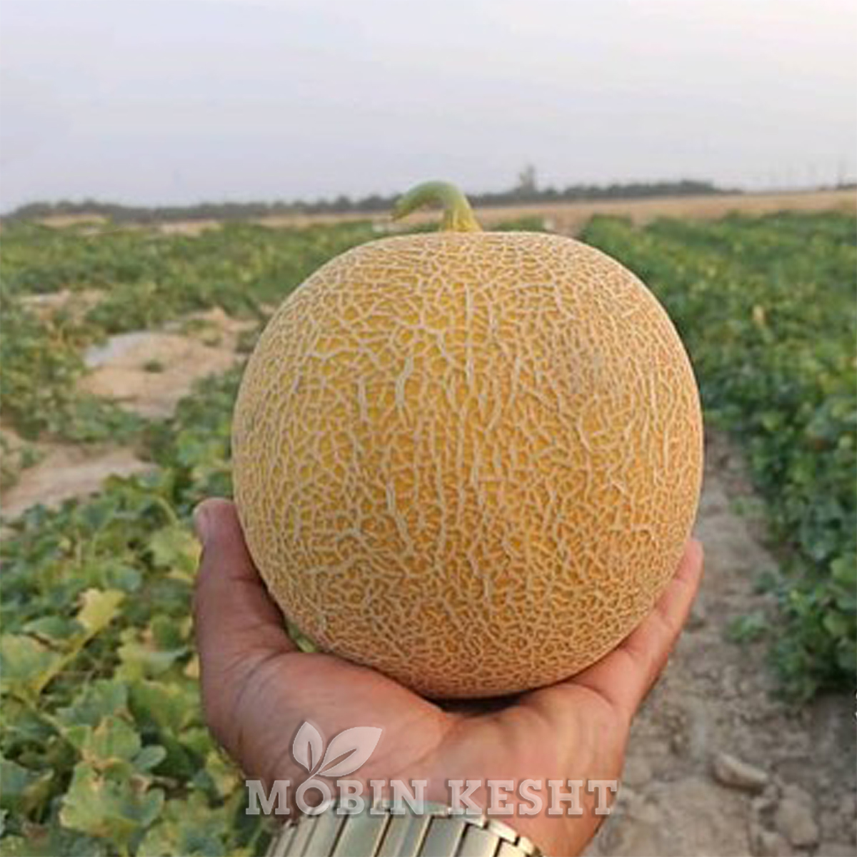 ملون ژینا تراست سید
